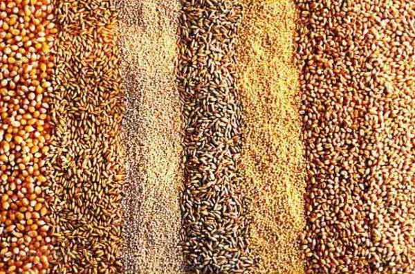 Все о комбикормах для бройлеров