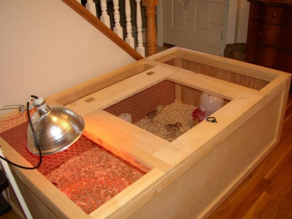 Делаем ящик для цыплят Делаем ящик для цыплят