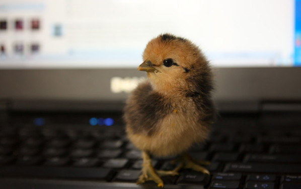 Как назвать цыпленка?