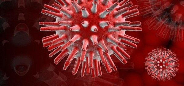 Что делать, если у кур ларинготрахеит