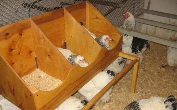 Как сделать курятник комфортным? Как сделать курятник комфортным?