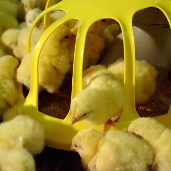 Цыплята вылупились в инкубаторе, и что делать дальше с суточными за новорожденными?