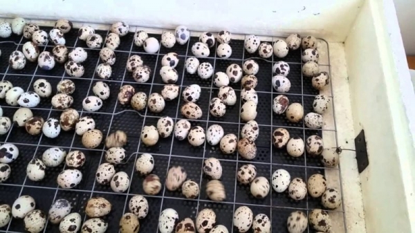 Все об инкубации перепелиных яиц Все об инкубации перепелиных яиц