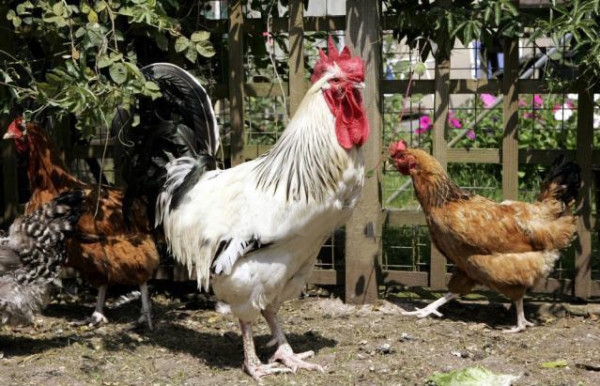 Куриные тяжеловесы