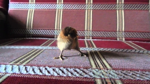 Проблема разъезжания лап у цыплят Проблема разъезжания лап у цыплят