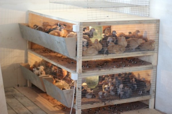 Изготавливаем домик для самых маленьких цыплят