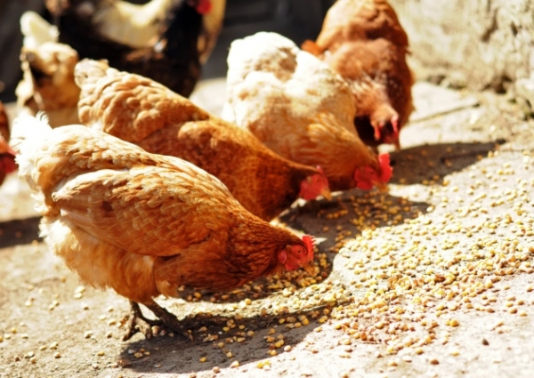 Как сконструировать кормушку из пластиковой трубы