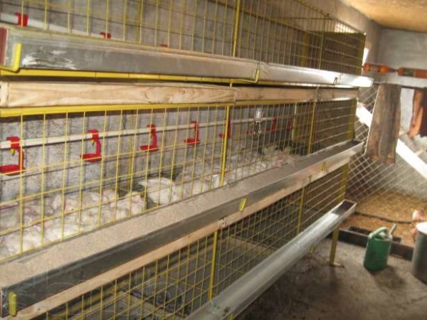 Строим курятник бройлерам