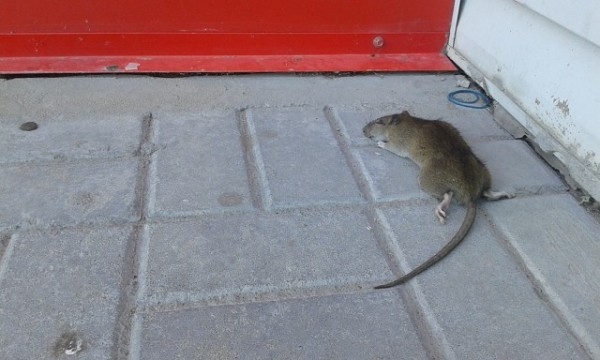 Вредные грызуны в курятнике — боремся с ними правильно!