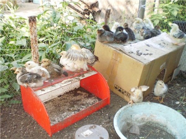 Как сделать курочкам вольер