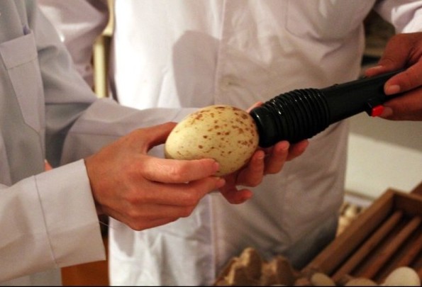 Проверяем яйца в инкубаторе на наличие зародышей Проверяем яйца в инкубаторе на наличие зародышей