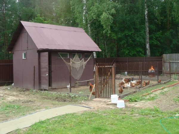 Строим комфортное жилище курам