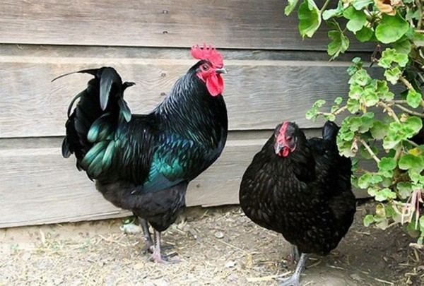 Куриные тяжеловесы