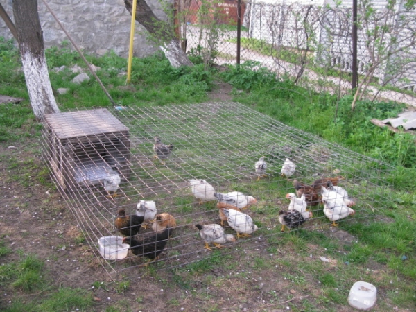 Как сделать курочкам вольер