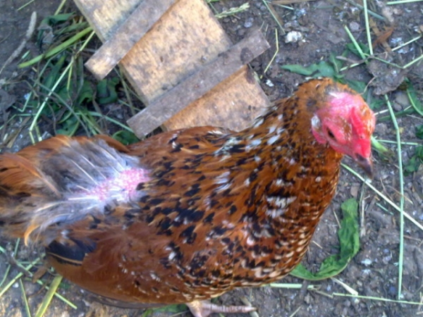 Как поступить, если курочка плохо несется? Как поступить, если курочка плохо несется?