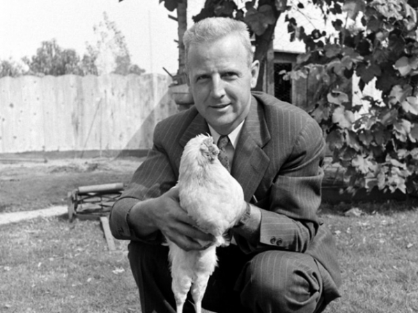 Сможет ли курица жить без головы? Сможет ли курица жить без головы?