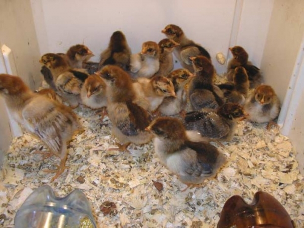 Делаем ящик для цыплят Делаем ящик для цыплят