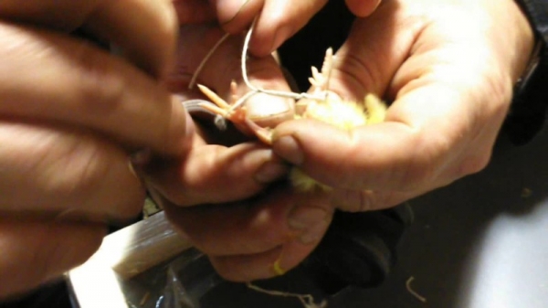 Проблема разъезжания лап у цыплят Проблема разъезжания лап у цыплят