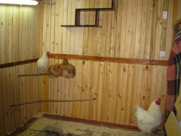 Как сделать курятник комфортным? Как сделать курятник комфортным?