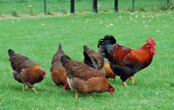 Собрание самых интересных фактов о жителях курятника Собрание самых интересных фактов о жителях курятника