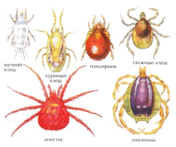 Куриные клещи и методы борьбы с ними Куриные клещи и методы борьбы с ними
