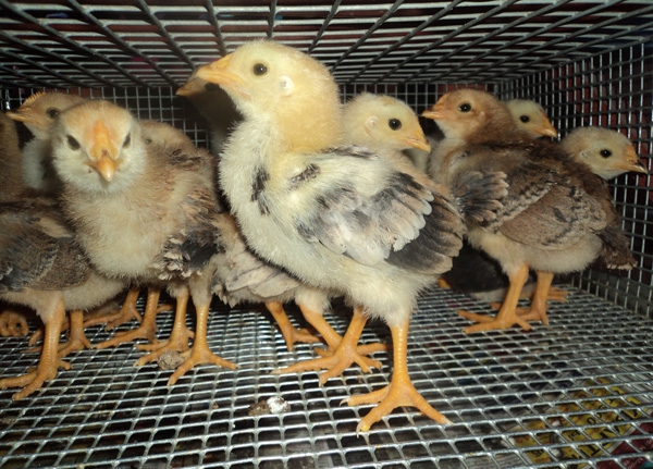 Изготавливаем домик для самых маленьких цыплят