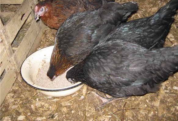 Чем лучше всего кормить кур-несушек?