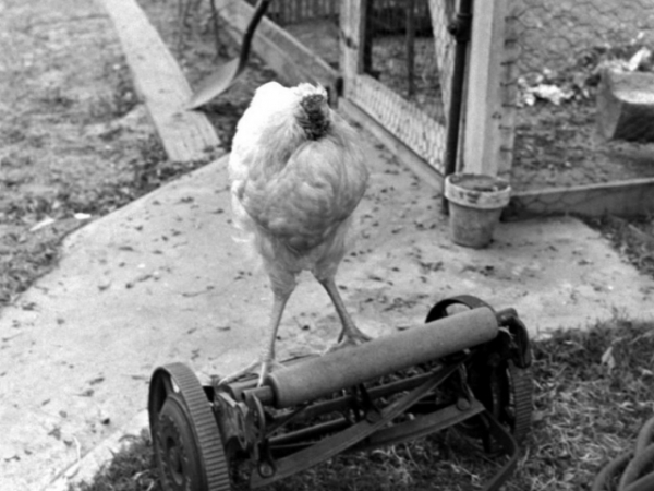 Сможет ли курица жить без головы? Сможет ли курица жить без головы?