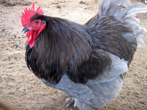 Какой срок жизни отмерян курице