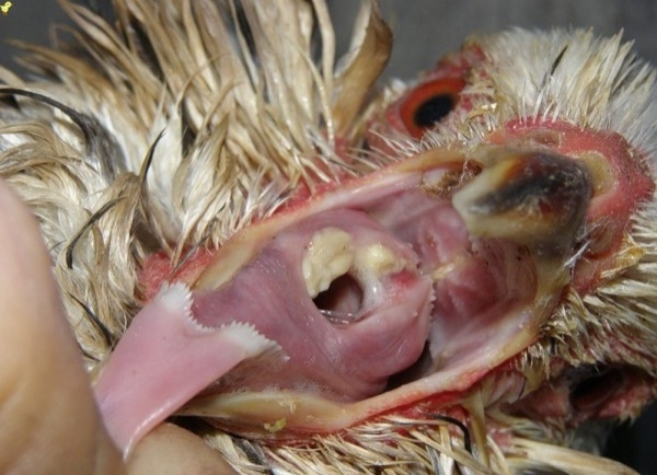 Что делать, если у кур ларинготрахеит