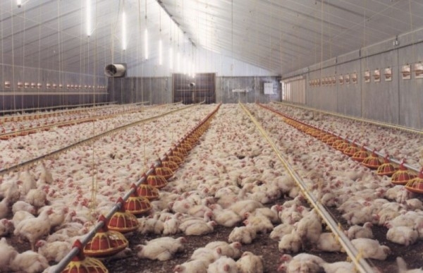 Препарат Чиктоник — обогащение организма витаминами и аминокислотами!