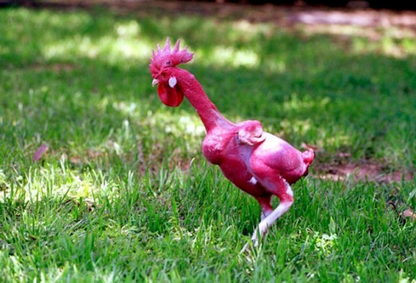 Что делать, если куры теряют оперение