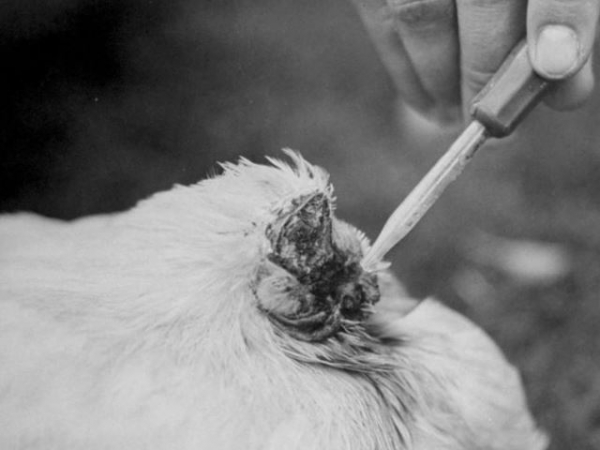 Сможет ли курица жить без головы? Сможет ли курица жить без головы?