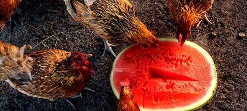 Чем лучше всего кормить кур-несушек?