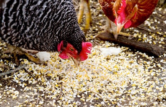 Чем лучше всего кормить кур-несушек?