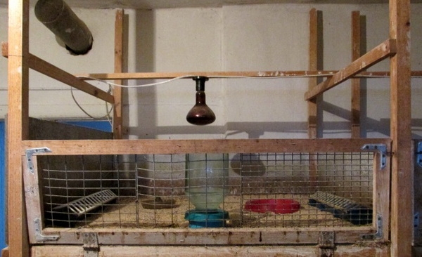 Выращиваем индюшат правильно в домашних условиях: советы и видео