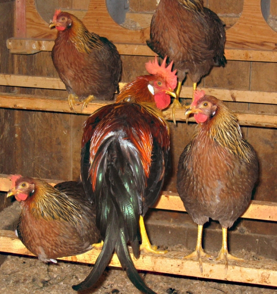 Как сделать своим курочкам удобный насест? Как сделать своим курочкам удобный насест?