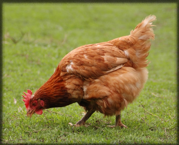 Понос у курочек — разбираем все аспекты успешного лечения!