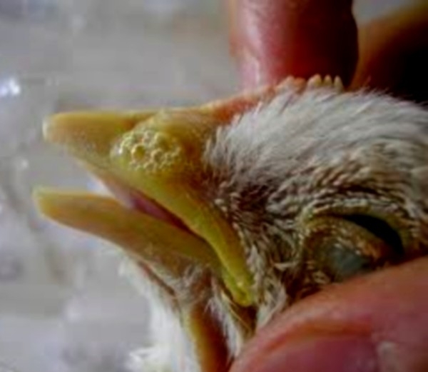 Все о болезнях глаз у курочек