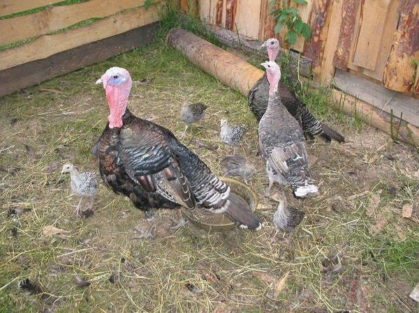Индюки в хозяйстве: разведение в домашних условиях Индюки в хозяйстве: разведение в домашних условиях