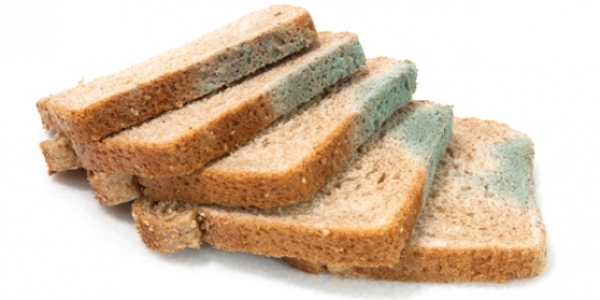 Есть ли место хлебу в рационе несушек