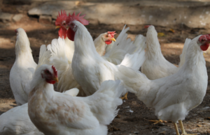 Пурина – комбикорм с идеальным сбалансированным составом