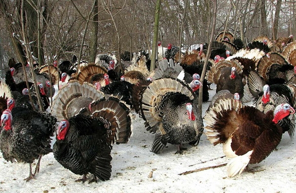 Индюки в хозяйстве: разведение в домашних условиях Индюки в хозяйстве: разведение в домашних условиях