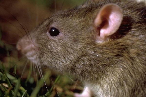 Вредные грызуны в курятнике — боремся с ними правильно!