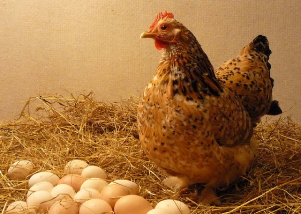 Какой срок жизни отмерян курице