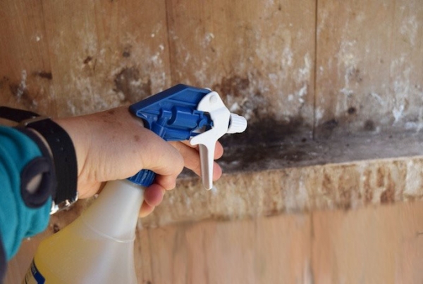 Что делать, если у курицы завелись вши или блохи?