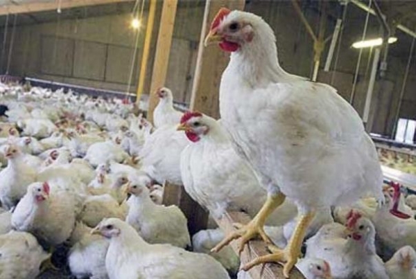 Сколько должен весить бройлер?