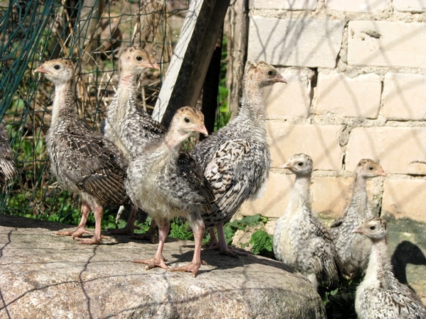 Как ухаживать и чем кормить индюшат в домашних условиях Как ухаживать и чем кормить индюшат в домашних условиях