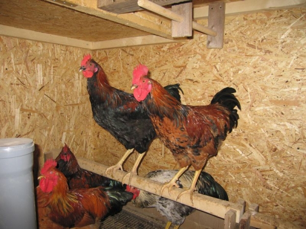 Как сделать своим курочкам удобный насест? Как сделать своим курочкам удобный насест?