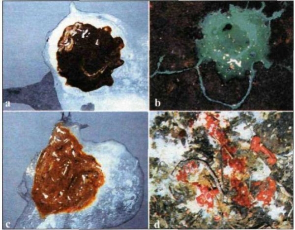 Кокцидиоз — гроза всего курятника